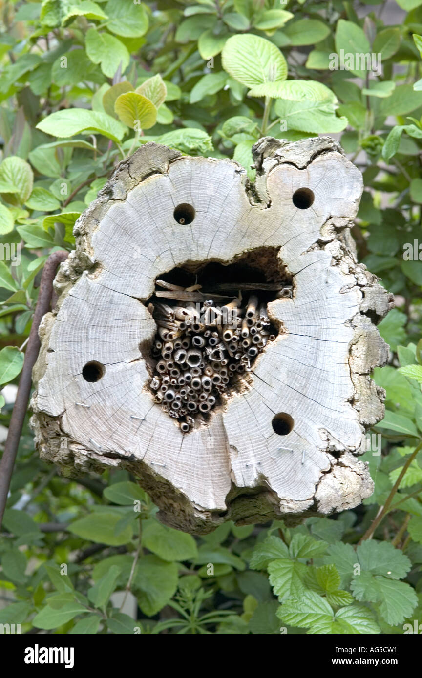 Ein hohler Protokoll macht eine praktische Zuhause für Marienkäfer und andere Fehler, die vorteilhaft für den Garten Stockfoto