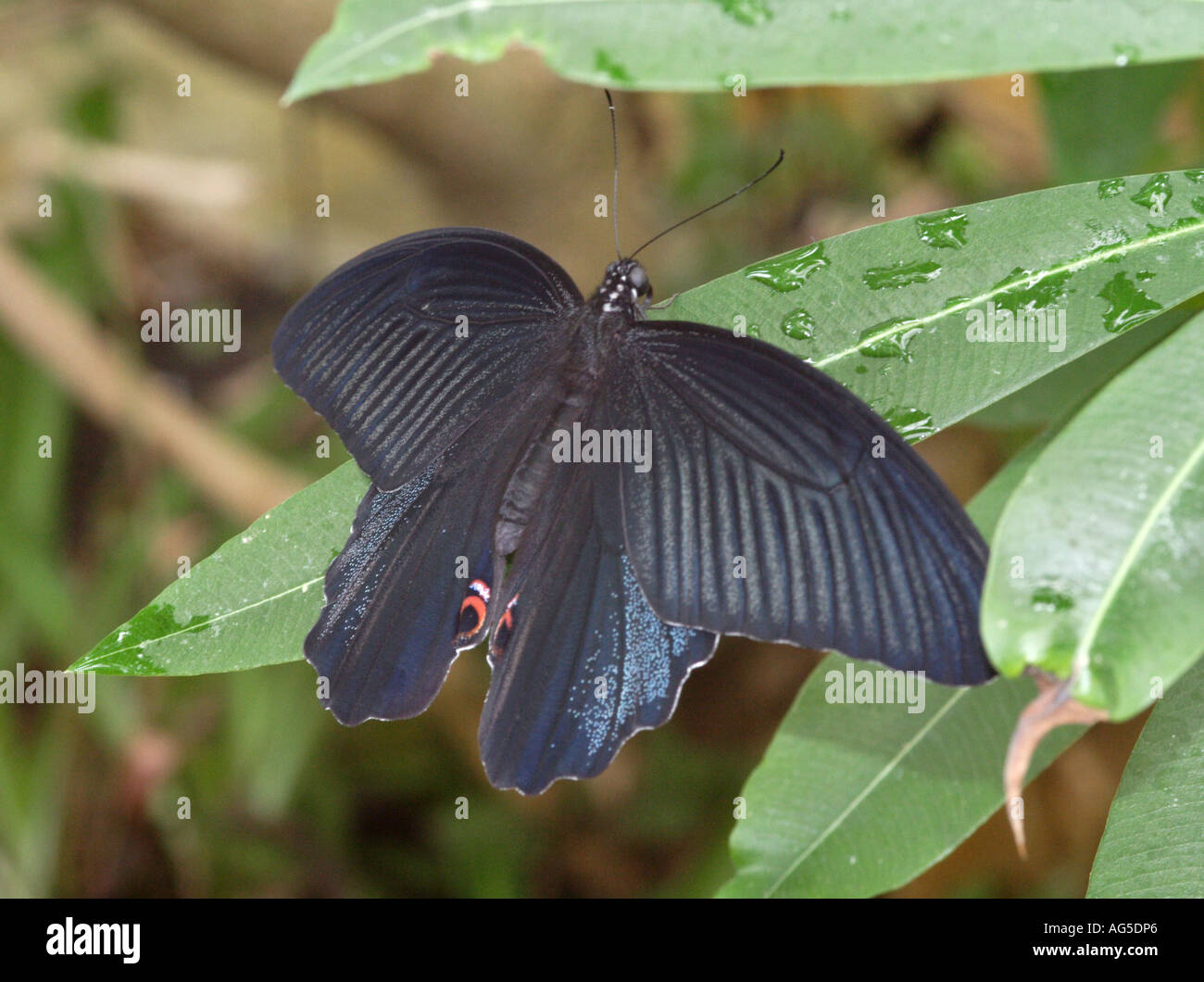 Scharlachroter Schwalbenschwanz Papilio Rumanzovia, Südasien Stockfoto