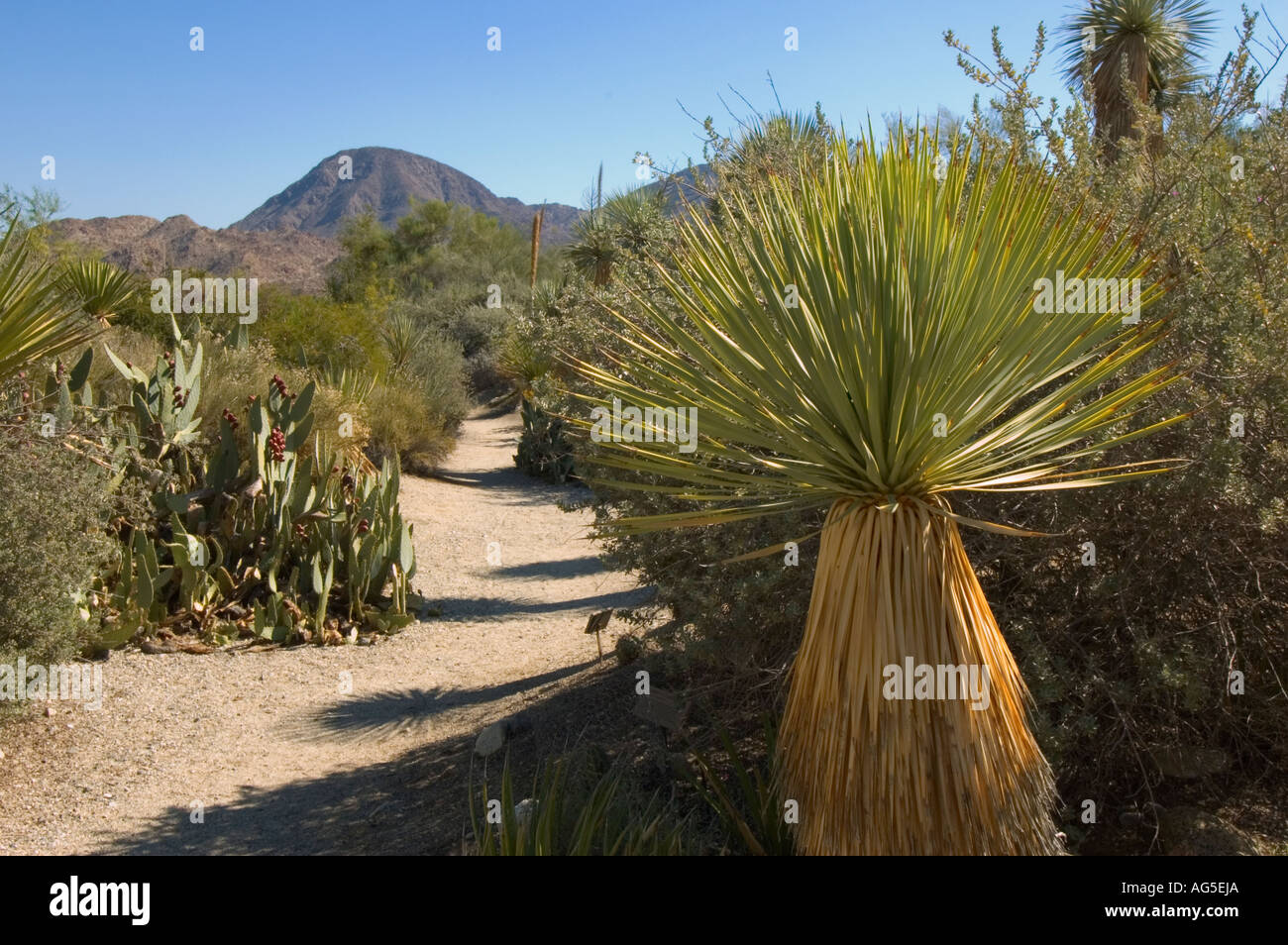 California Palm Desert Living Desert Zoo und Gärten North American Desert Garden Stockfoto
