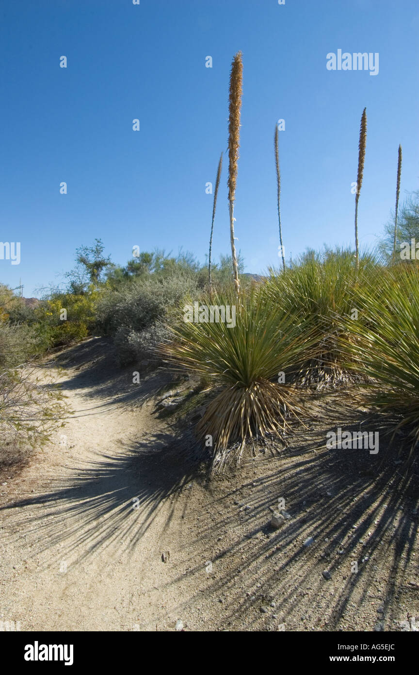 California Palm Desert Living Desert Zoo und Gärten Chihuahuan Wüste Garten Stockfoto