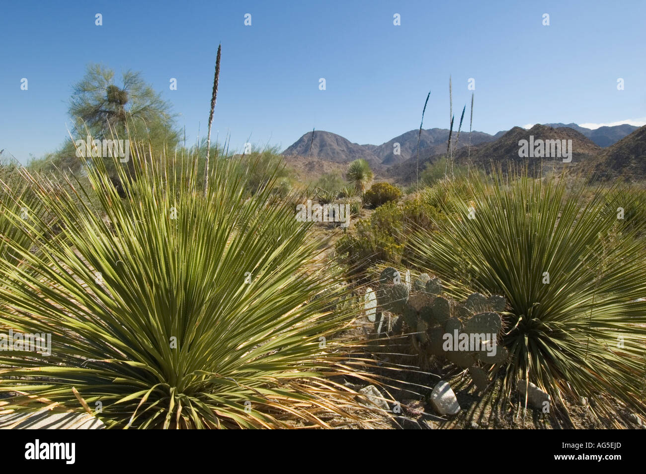 California Palm Desert Living Desert Zoo und Gärten Chihuahuan Wüste Garten Stockfoto