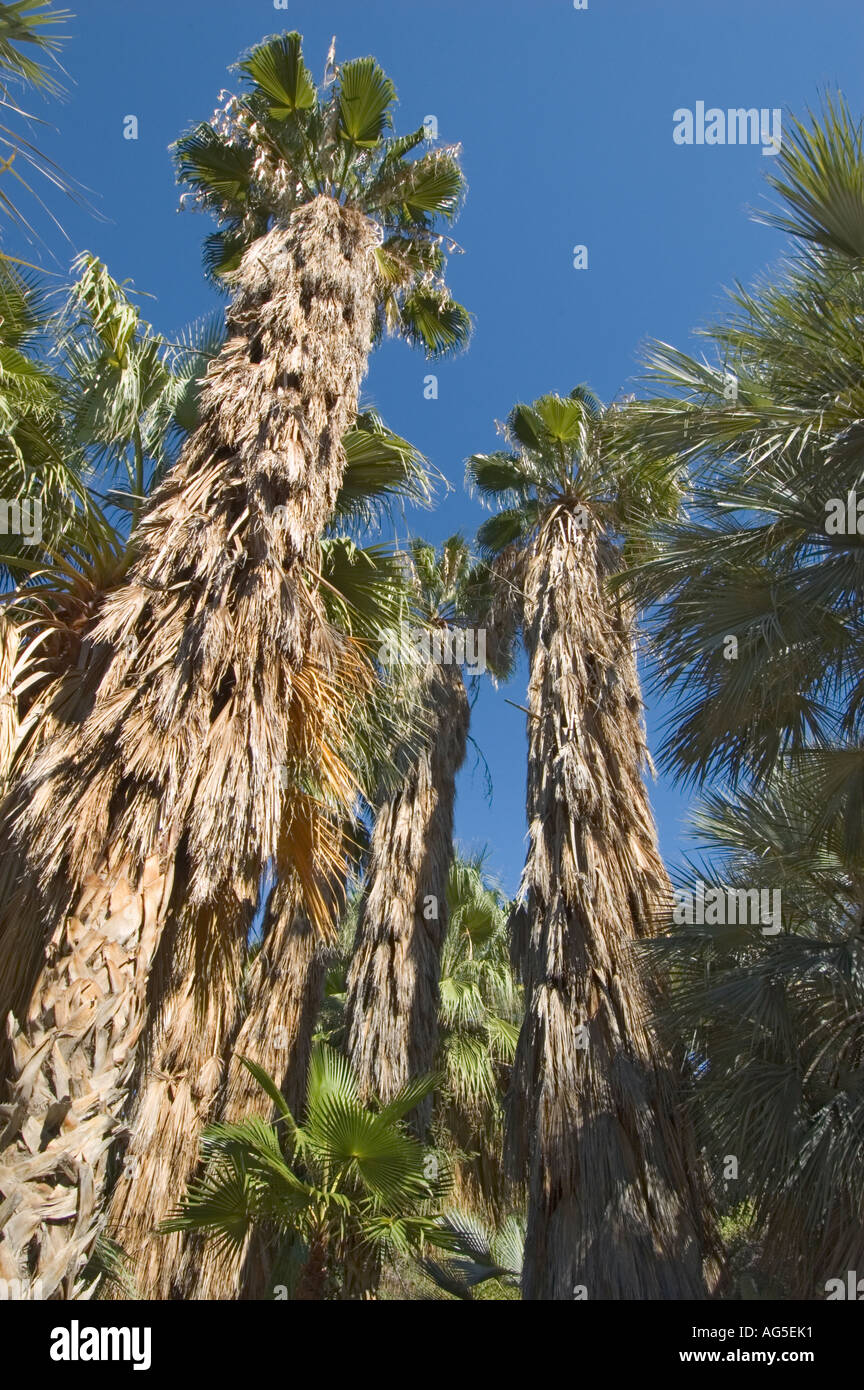 California Palm Desert Living Desert Zoo und Gärten Baja Oase Stockfoto