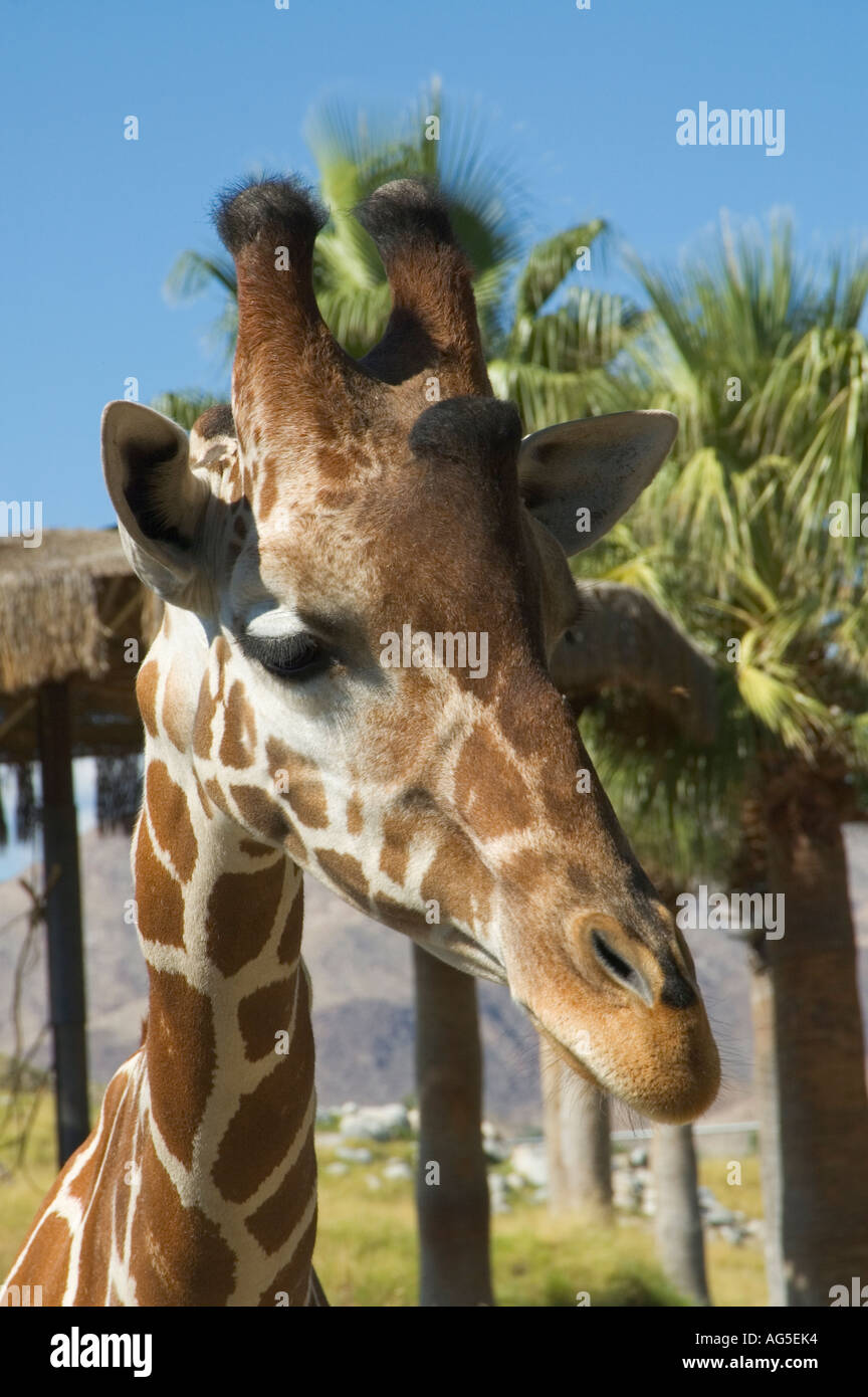 California Palm Desert The Living Desert Zoo und Gärten giraffe Stockfoto