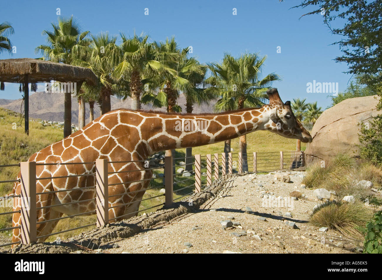 California Palm Desert The Living Desert Zoo und Gärten Giraffe Hals dehnen Stockfoto