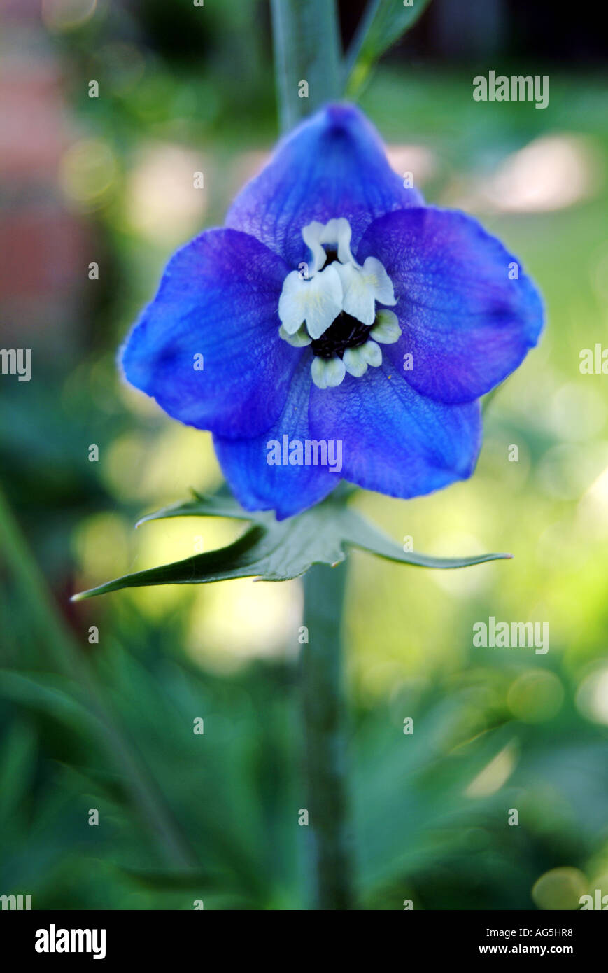 Detail der Delphinium Stockfoto