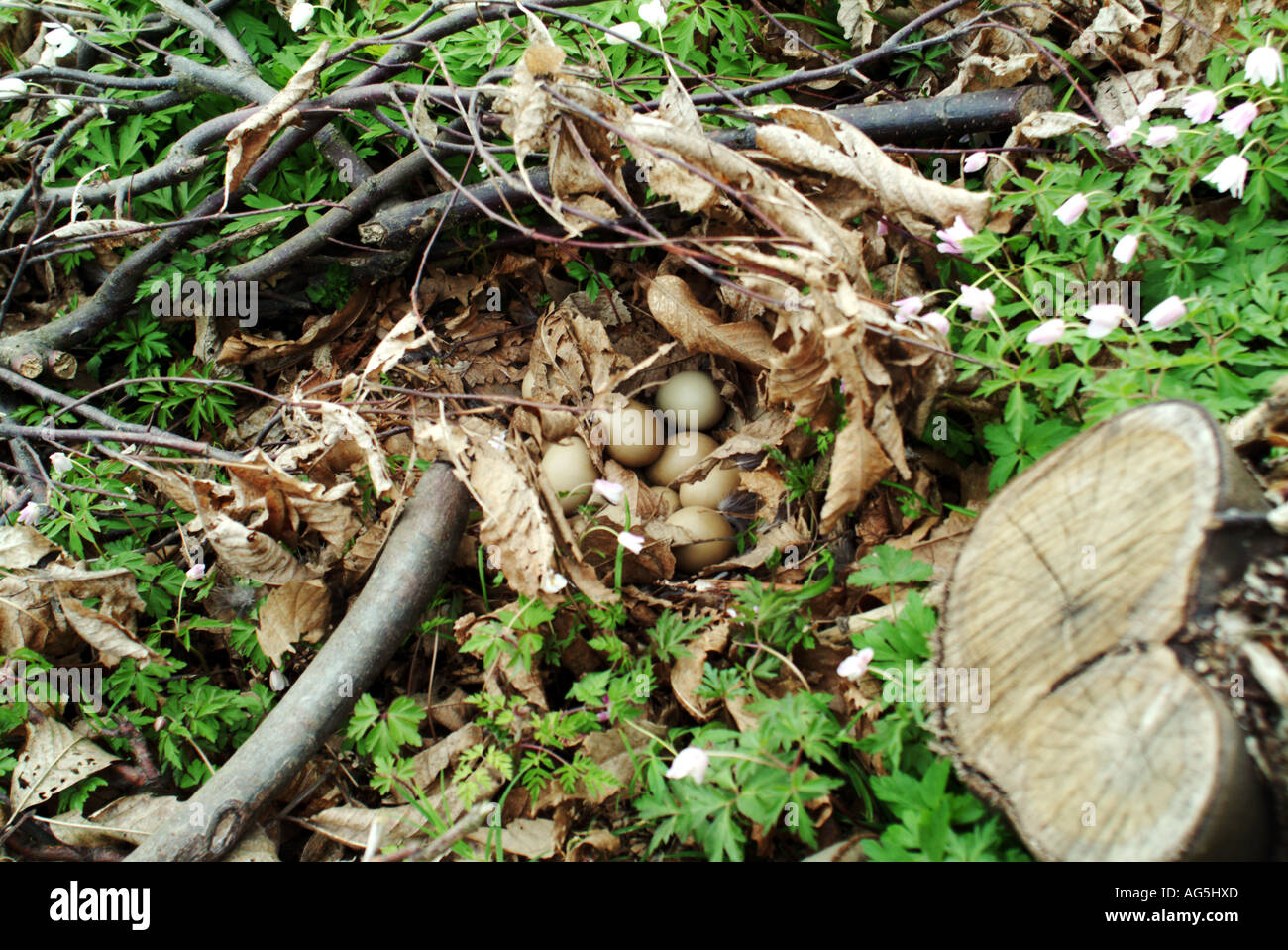 Fasan-Nest Stockfoto