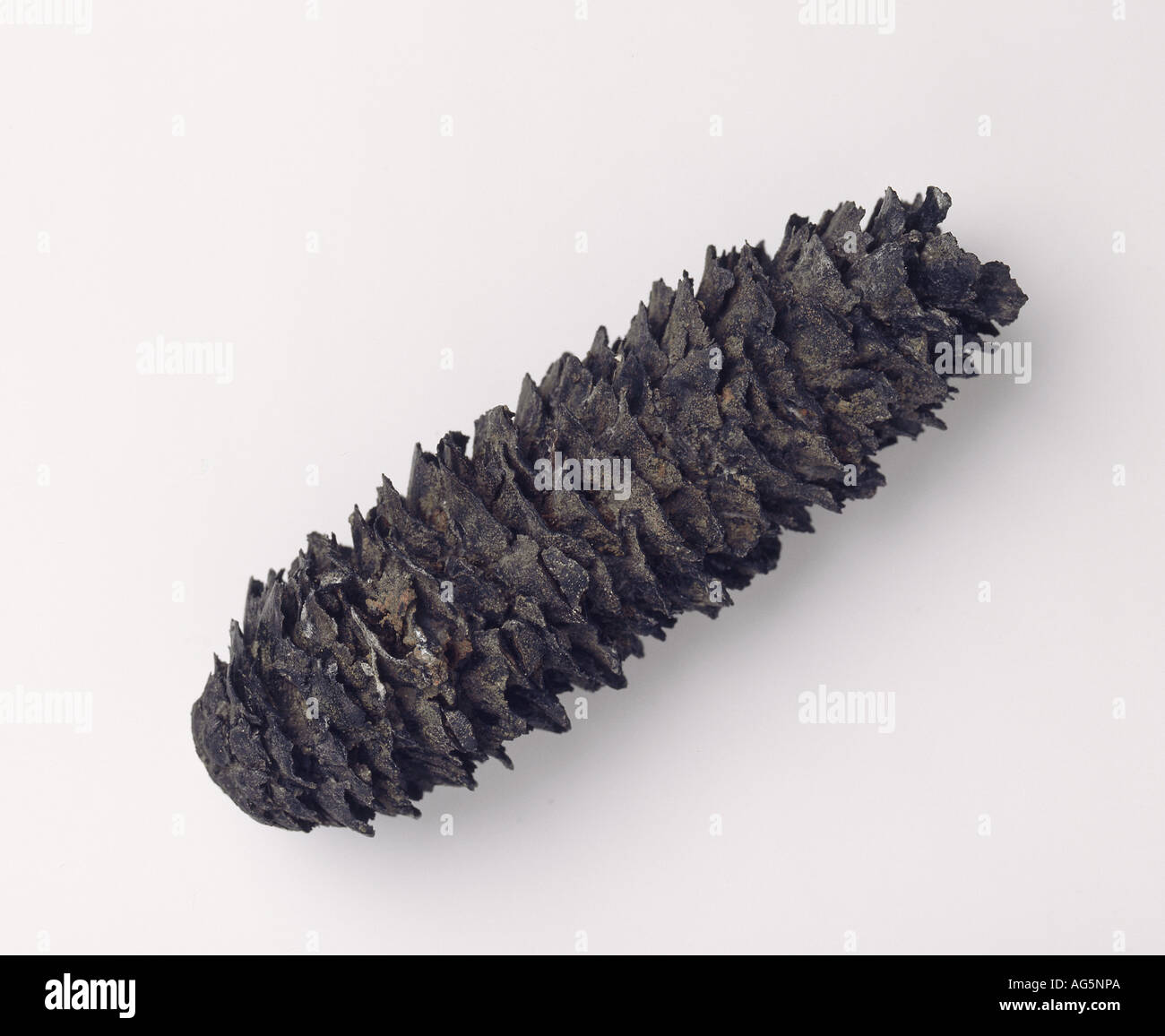 Picea Excelsa, versteinerten Fichte Kegel Stockfoto