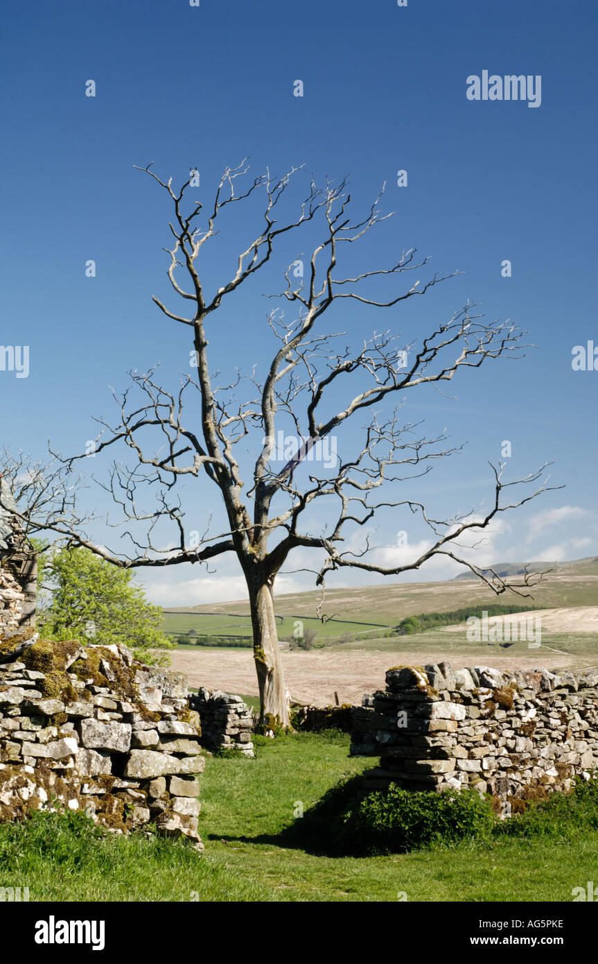 Baum-Silhouette gegen blauen Himmel Yorkshire Dales Stockfoto