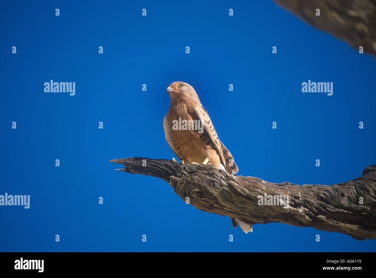 Größere Kestrel Falco Rupicoloides Namibia Stockfoto