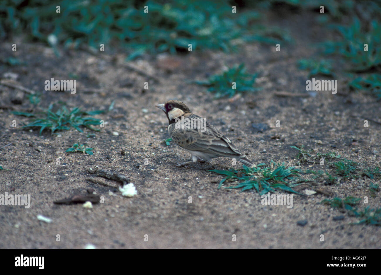 Fischers Spatz-Lerche Eremopterix Leucopariia auf Boden Stockfoto