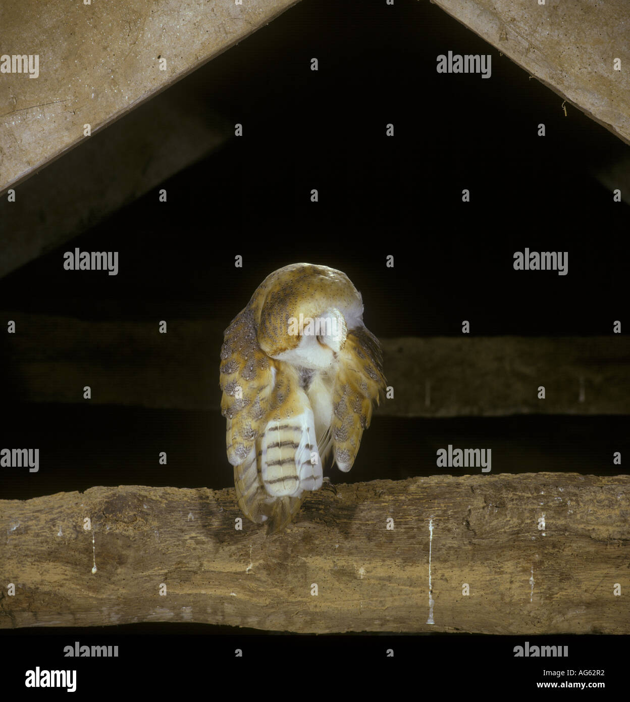 Schleiereule Tyto Alba auf Balken in der Scheune zu putzen Stockfoto