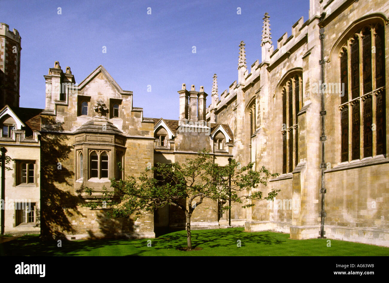 Cambridgeshire Cambridge Newton Apfelbaum außerhalb Trinity College Stockfoto