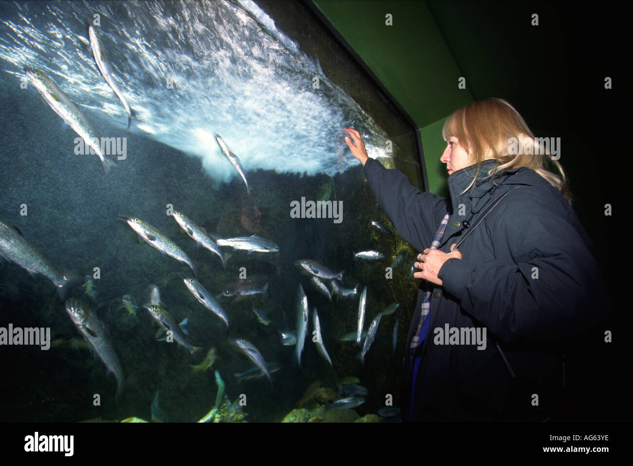 UK England Devon Plymouth National Marine Aquarium Besucher Blick auf Fische im tank Stockfoto