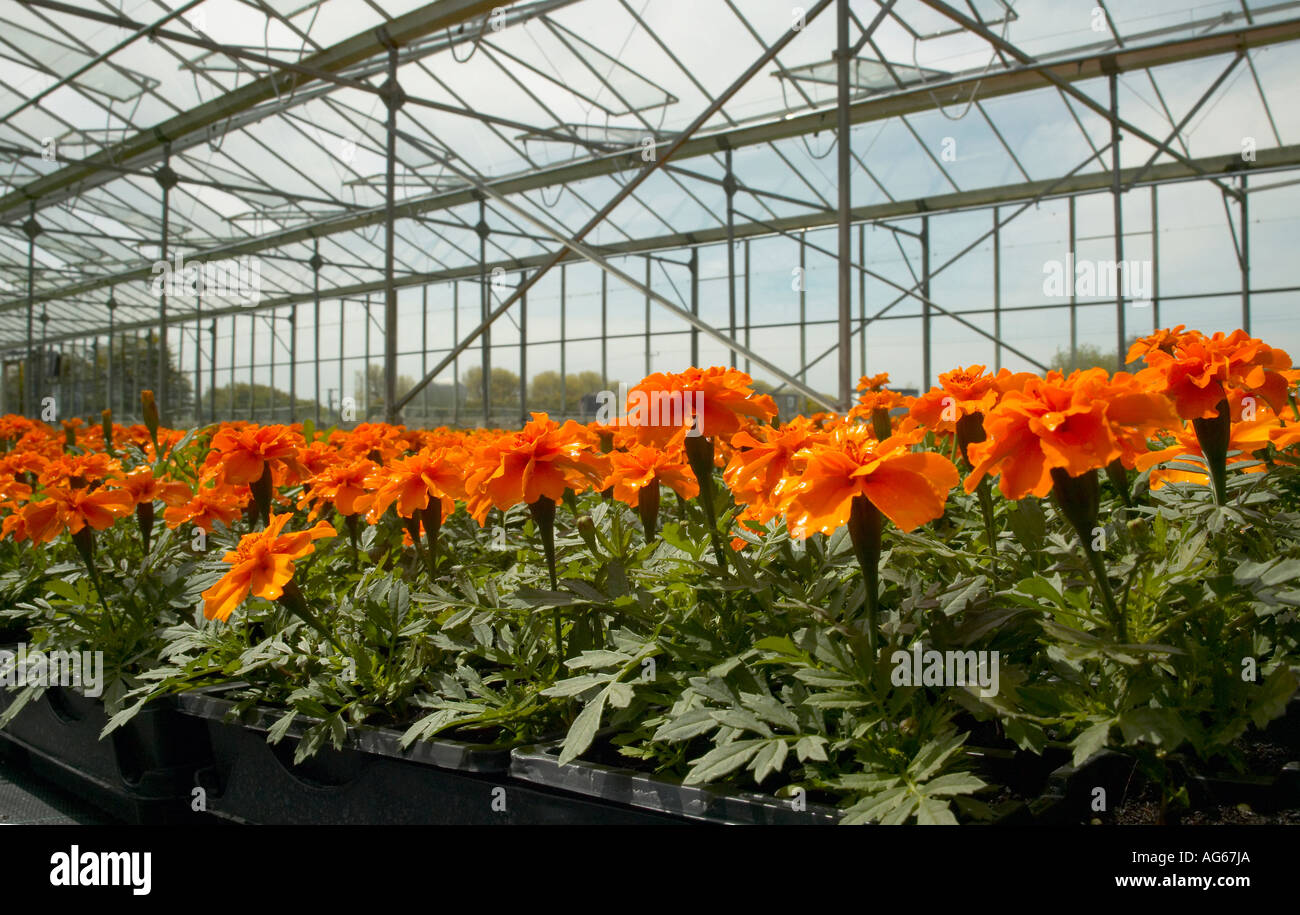 Reihen von jungen Ringelblumen im Gewächshaus Stockfoto