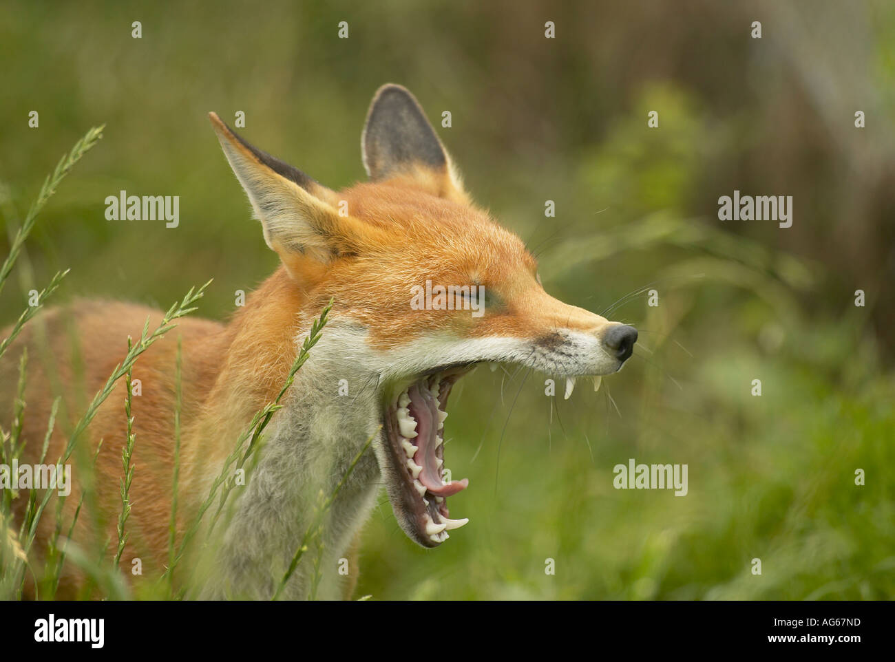 Ein erwachsener Red Fox (Vulpes vulpes) Gähnen und Anzeige der Feineinstellung der Zähne Stockfoto