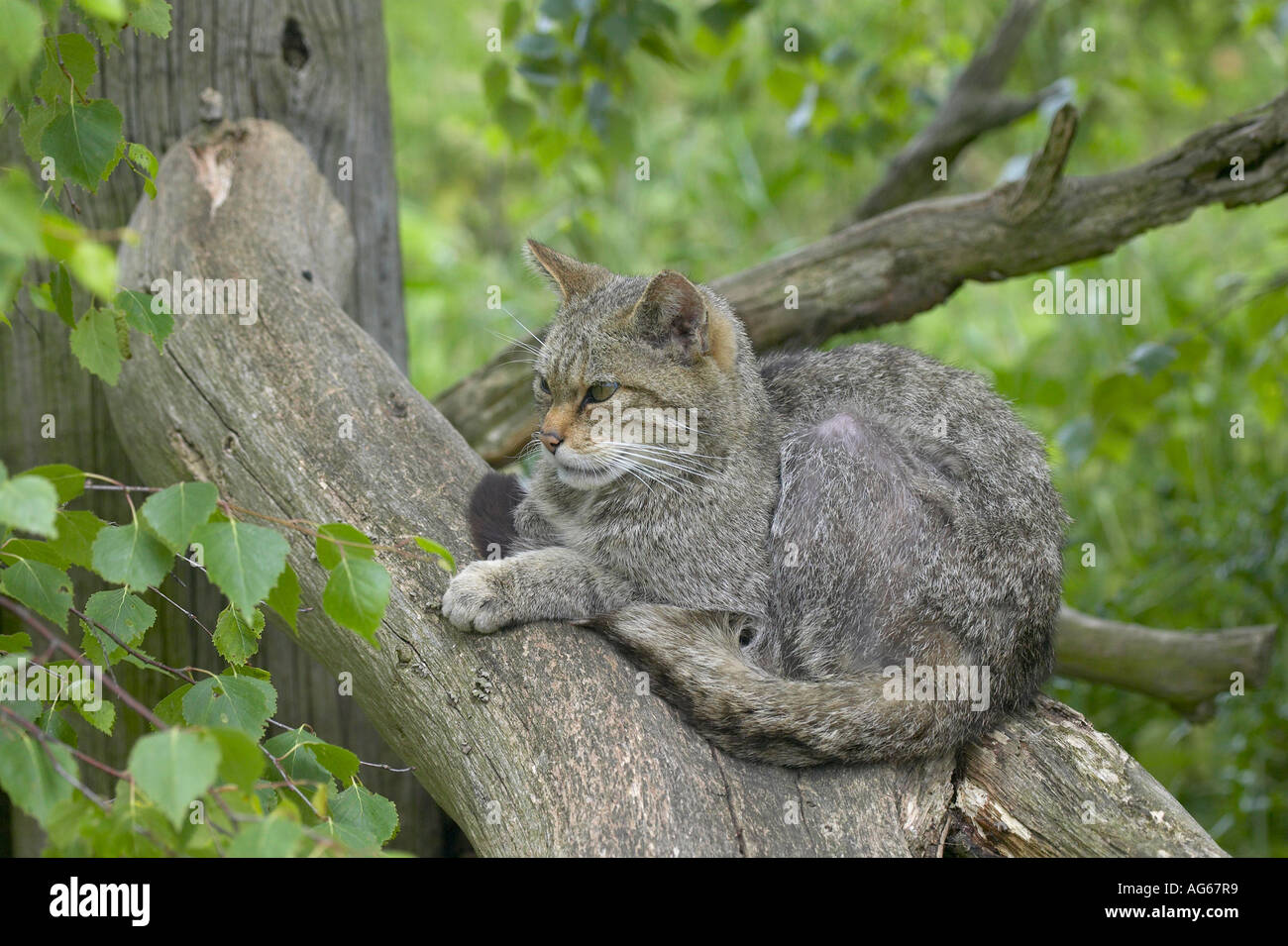 Einen weiblichen Erwachsenen britischen Wildkatze (Felis sylvestris) auf einem gefallenen Baumstamm ruht. Züchtung in Gefangenschaft. Stockfoto