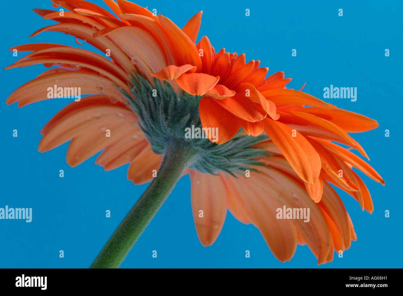 Die Unterseite einer einzigen Blume Orange Gerbera (Gerbera jamesonii), die Hüllblätter auf einen einfachen blauen Hintergrund Stockfoto