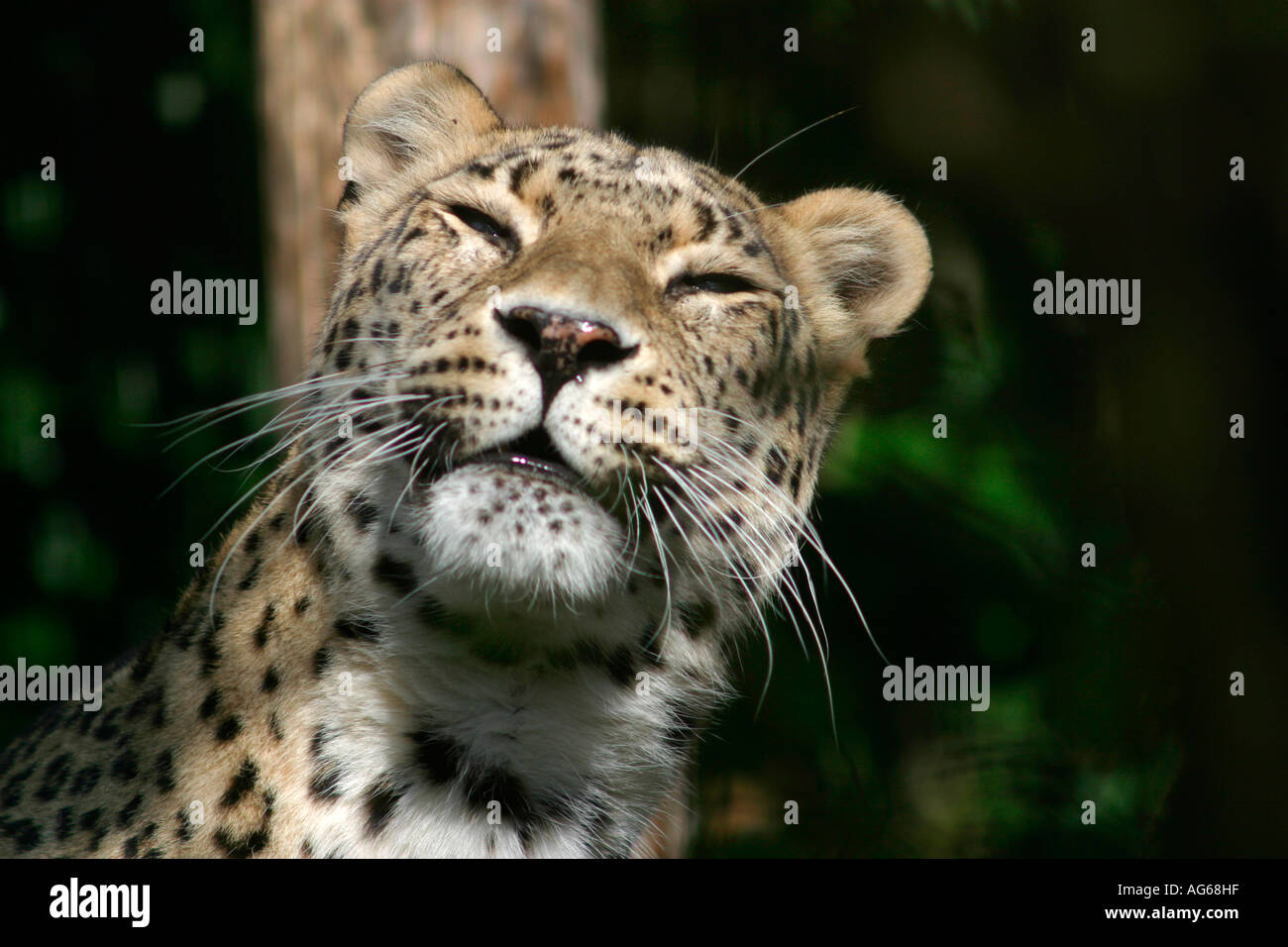 African Leopard (Panthera pardus pardus) in zufriedener Stimmung Stockfoto