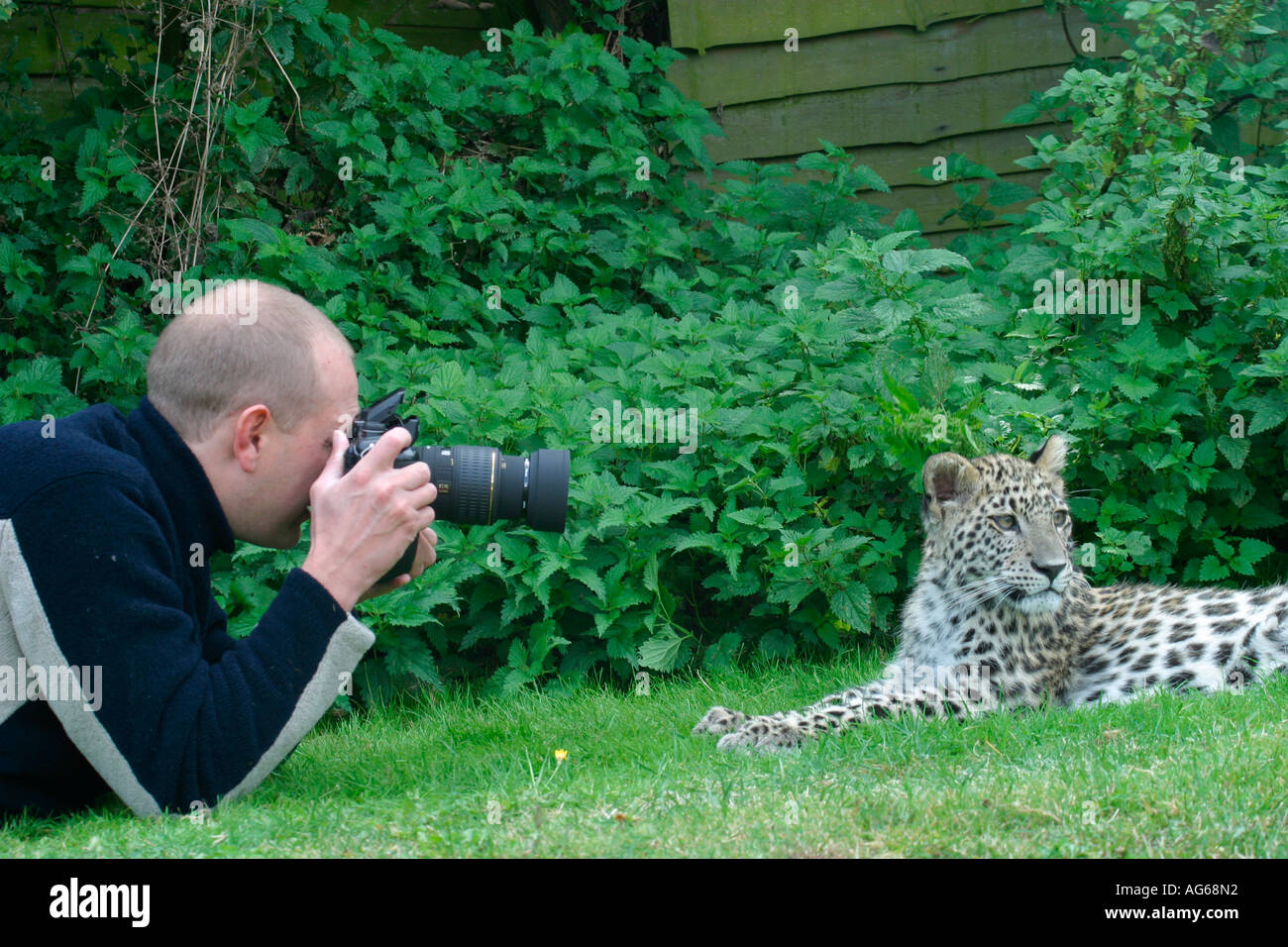 Mann fotografieren captive Persischer Leopard (Panthera pardus) cub Stockfoto