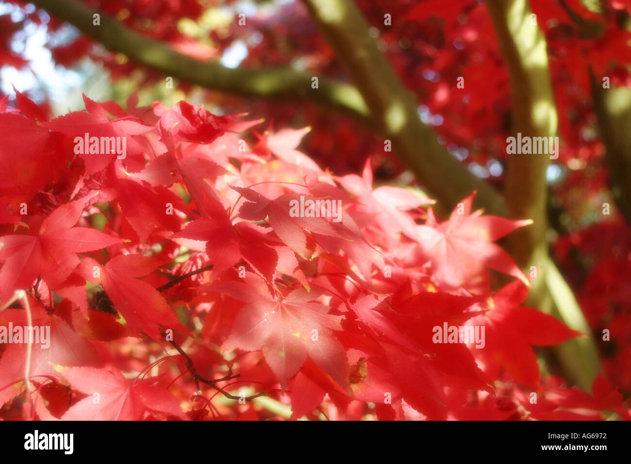 Rote Blätter 4 Stockfoto