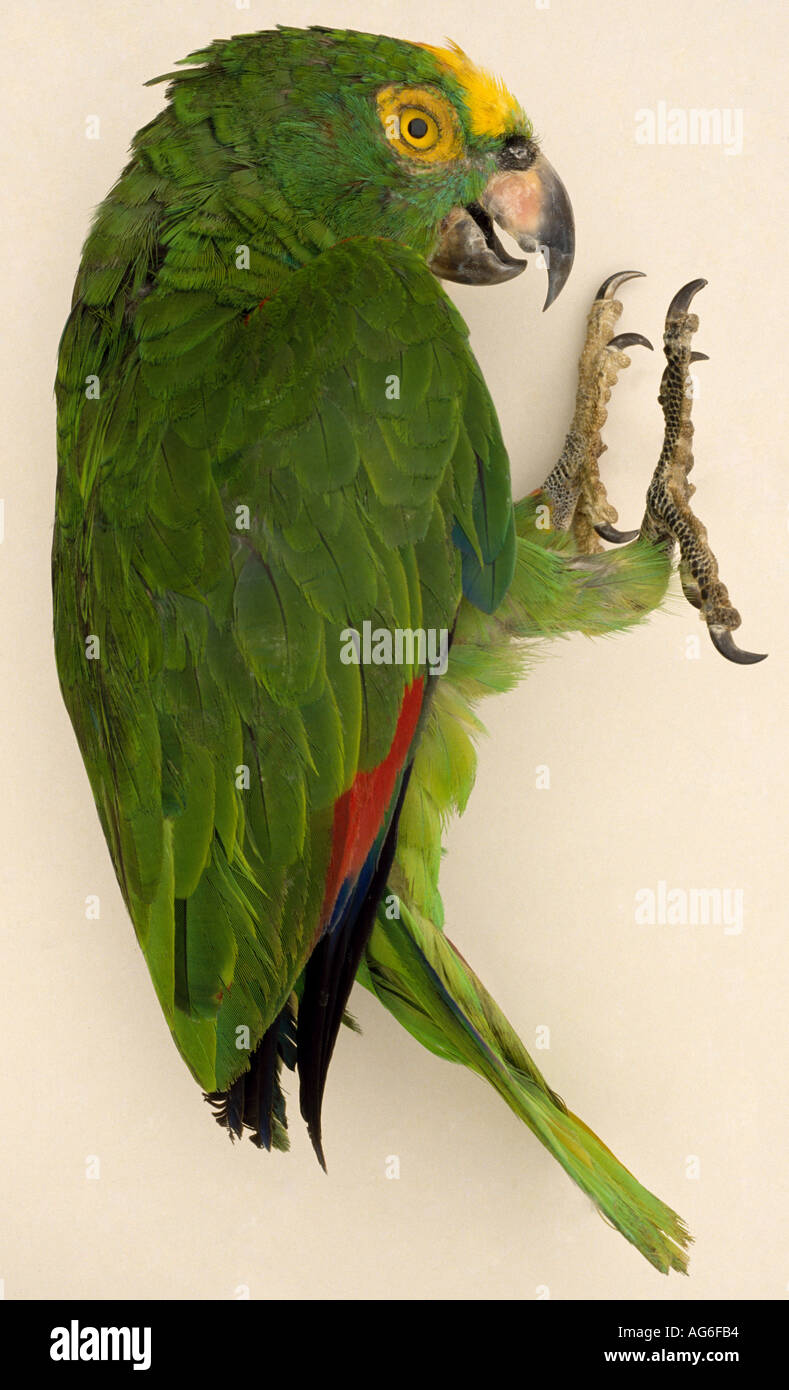Gefüllte Papagei tot erhalten Stockfotografie - Alamy