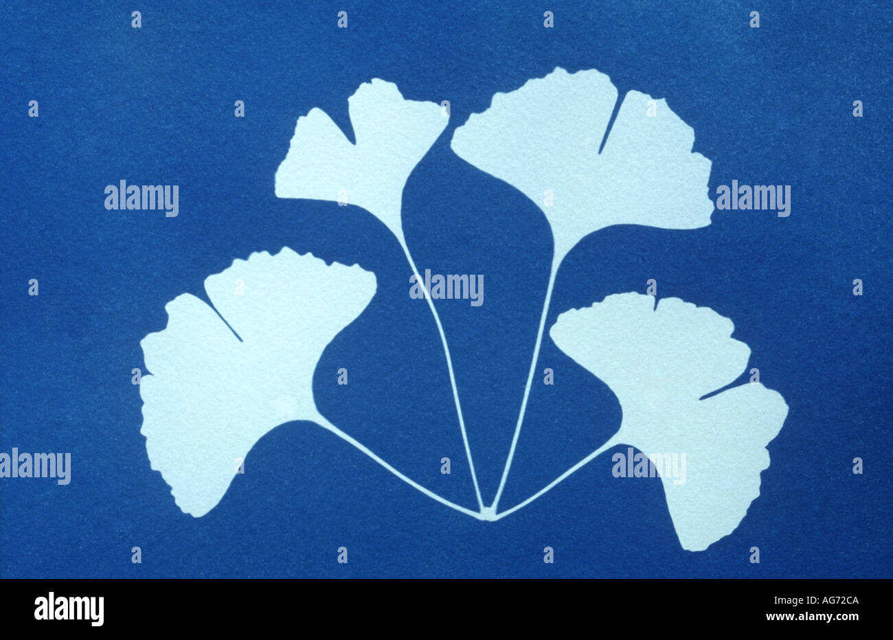 Cyanotypie oder Blaupause des Ginkgo Blätter Stockfoto