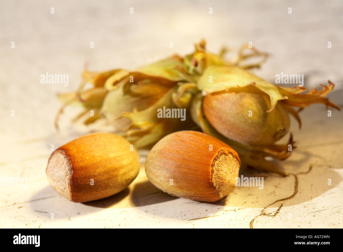 Haselnuss Hasel Nuss Haselnüsse Cob Corylus Handauflegen gemalt notleidenden Holz Hintergrund hautnah Stockfoto