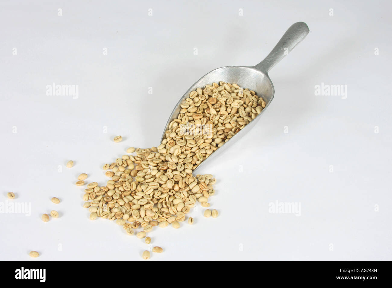 Indien Monsooned Malabar roh Coffea Arabica Kaffeebohnen Stockfoto