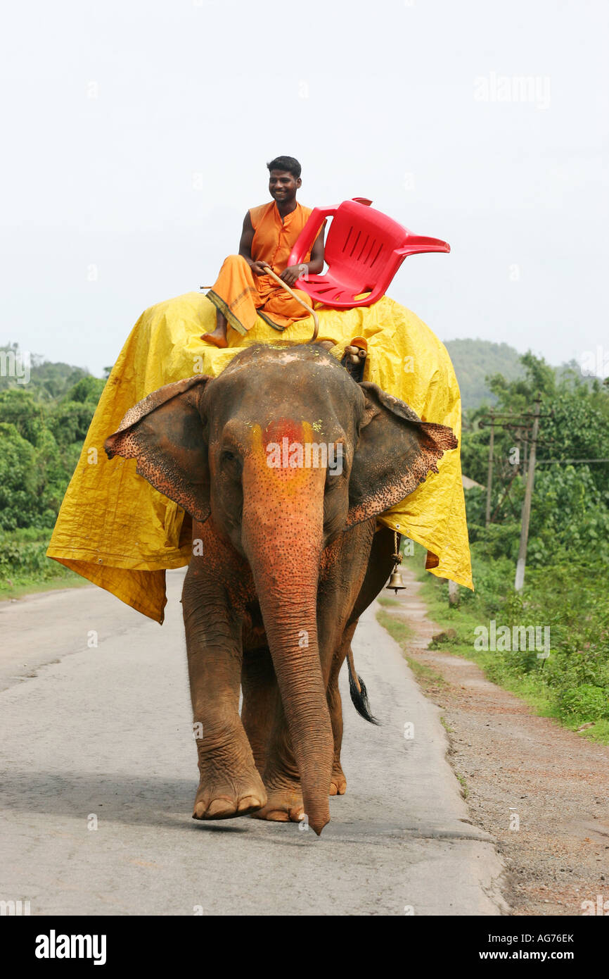 Mönch auf einem Elefanten auf den Straßen der Süden Indiens in Kerala Stockfoto