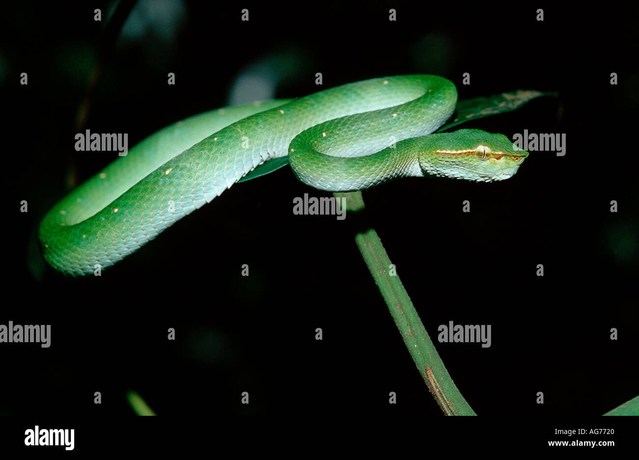 Waglers Tempel Viper in seinem natürlichen Lebensraum Tropidolaemus Wagleri Borneo Malaysia Sabah Stockfoto