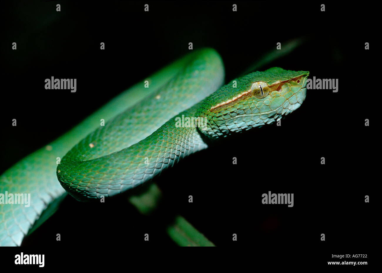 Waglers Tempel Viper in seinem natürlichen Lebensraum Tropidolaemus Wagleri Borneo Malaysia Sabah Stockfoto