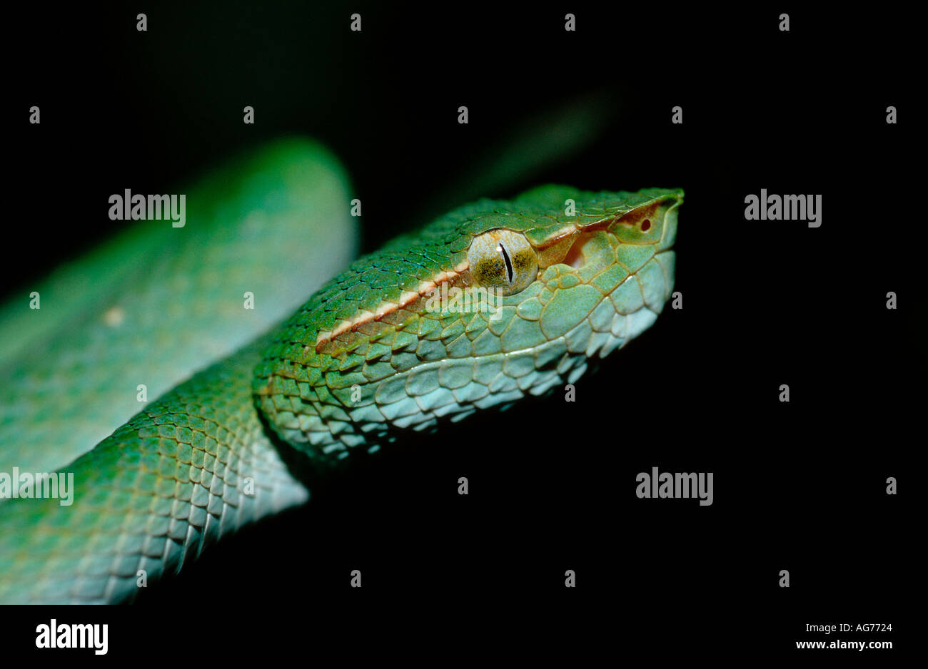 Waglers Tempel Viper in seinem natürlichen Lebensraum Tropidolaemus Wagleri Borneo Malaysia Sabah Stockfoto