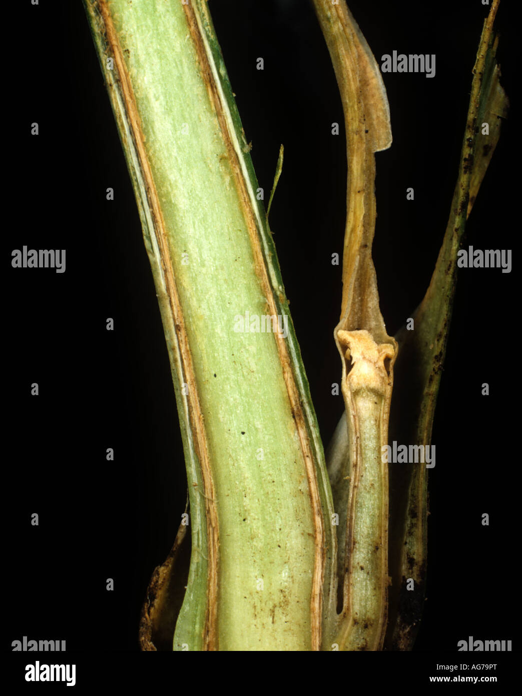 Abschnitt eines Nelke Stammes zeigt Gefäßgewebe Beschädigung durch Fusarium oxysporum Stockfoto