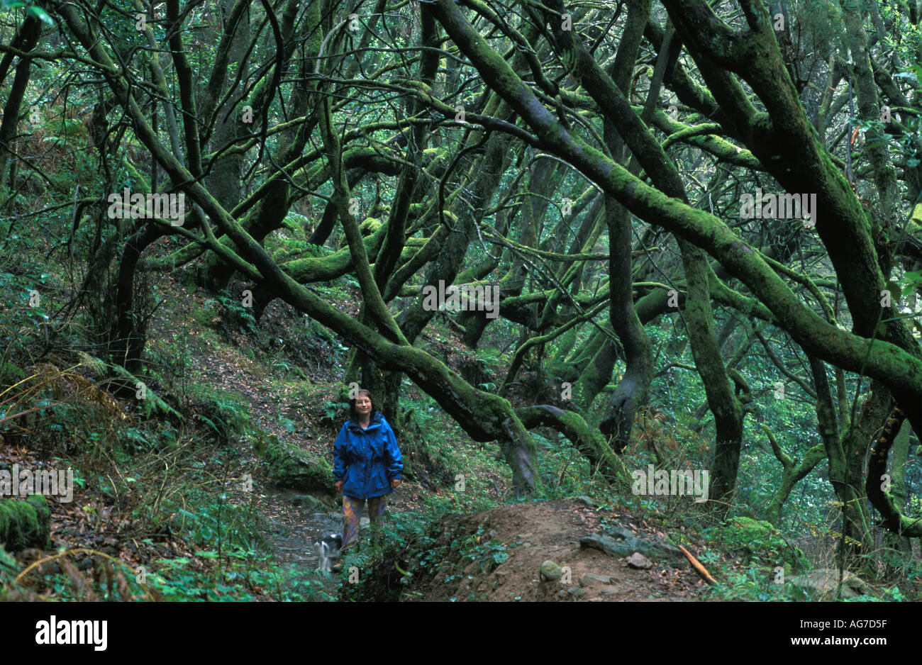 Frau zu Fuß durch Lorbeerwald im Nationalpark Garajonay auf La Gomera Stockfoto