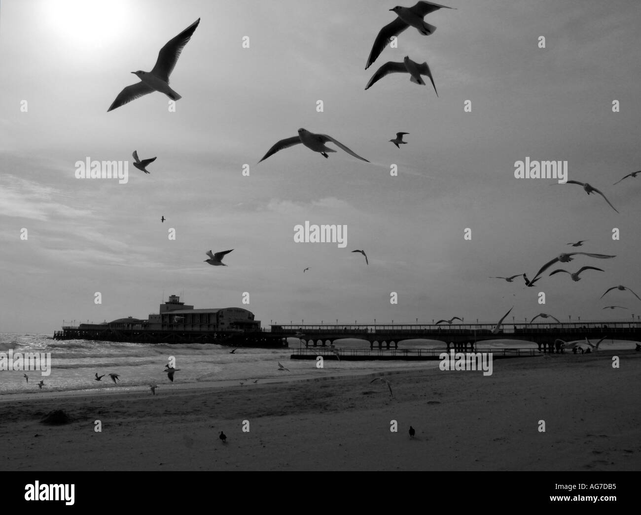 Möwen am Strand und Bournemouth Pier in schwarz / weiß England Großbritannien Vereinigtes Königreich UK Stockfoto