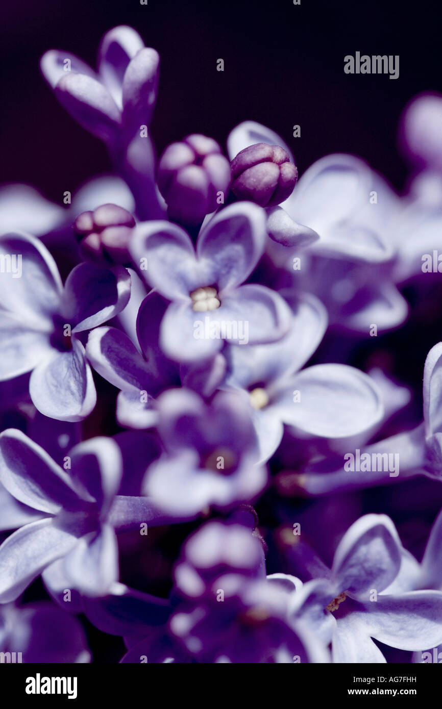 Nahaufnahme von lila Baum Blüte im Frühjahr Stockfoto