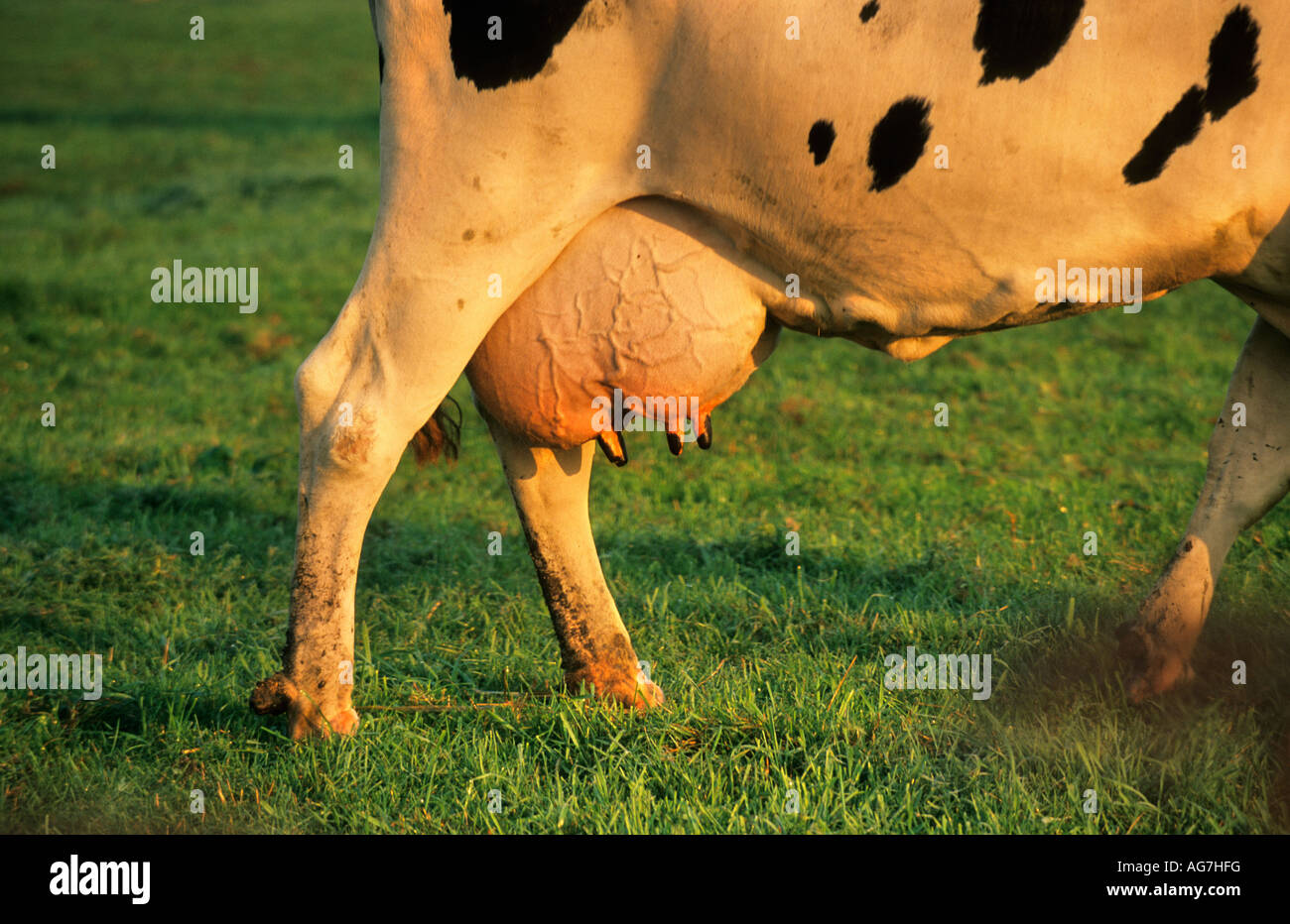 Niederlande Nigtevecht Kuh stehend auf dem Rasen Stockfoto
