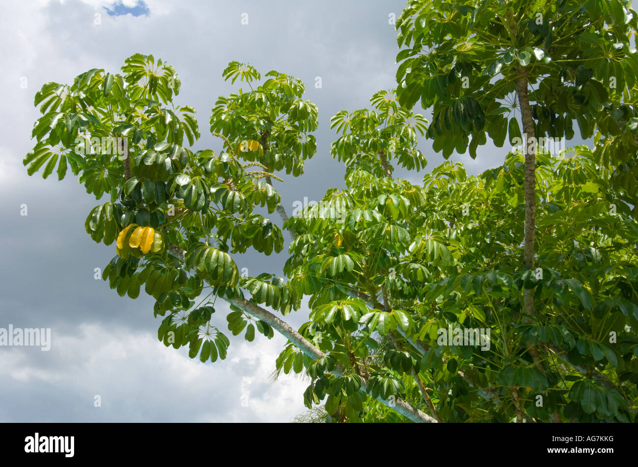 Schefflera oder Umbrella Tree in Florida USA Stockfoto