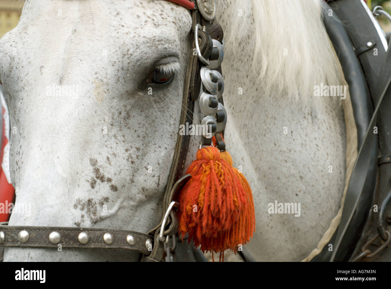 Nahaufnahme, gefleckten weißen Pferdenkopf und Auge mit dekorativen Zaumzeug und orangefarbenen Quasten, Rynek Glowny, Krakau, Polen Stockfoto