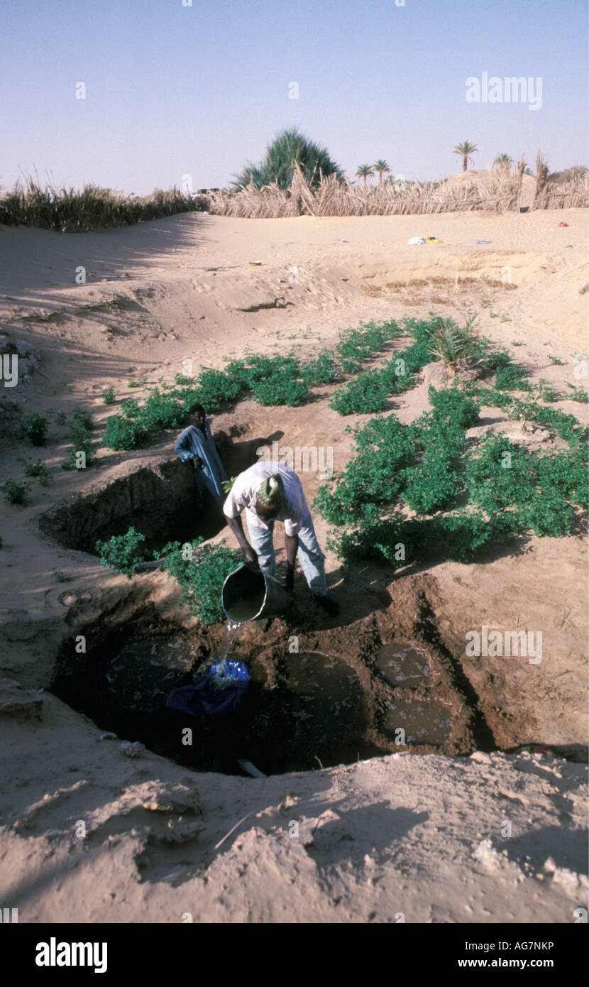 Niger Fachi Mann bewässernde Feld Stockfoto