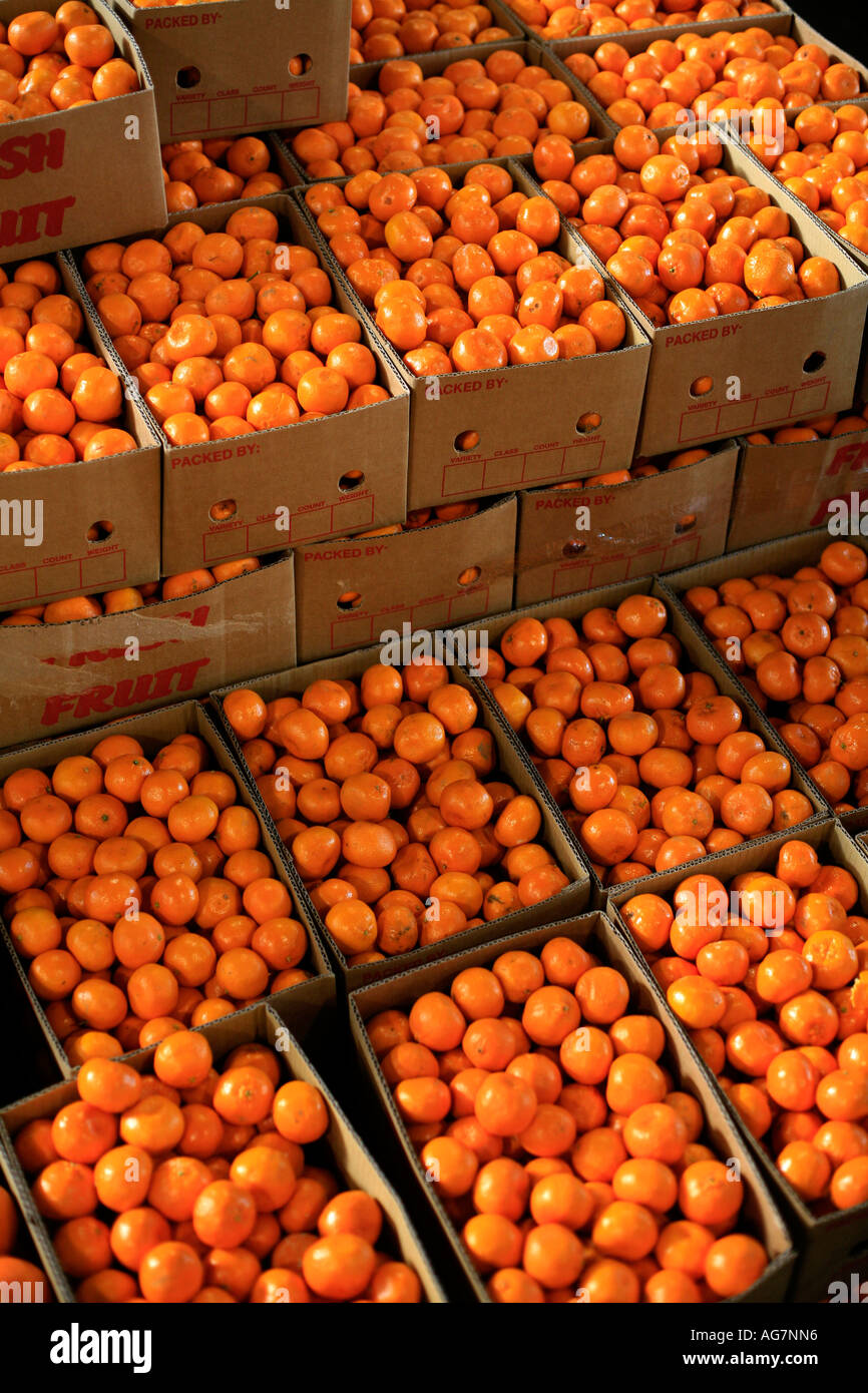 Kisten mit frischen Mandarinen für Verkauf in einem Stadt-Marktstand Stockfoto