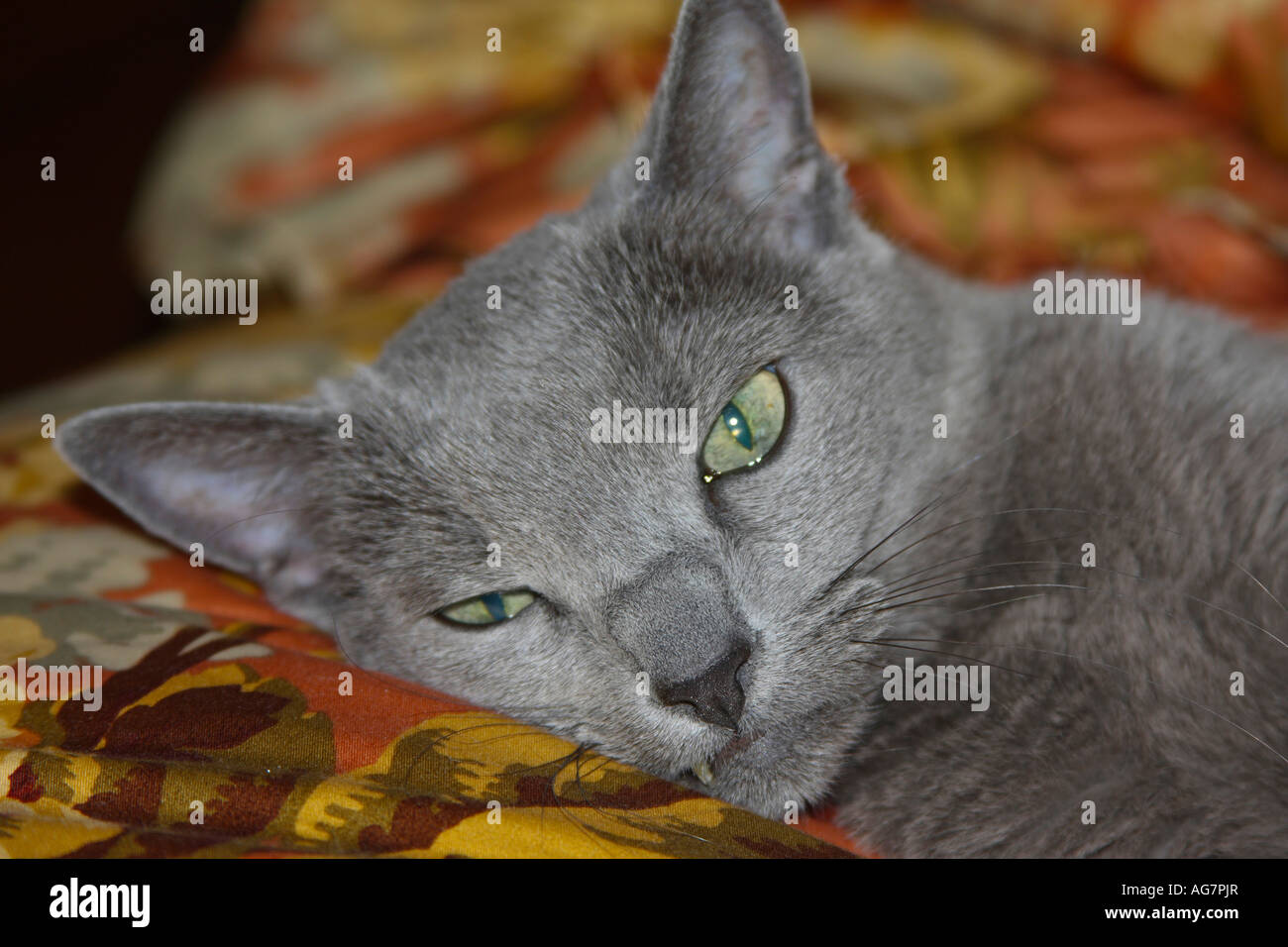 Eine gelangweilte inländischen Hauskatze auf einem Bett liegend Stockfoto