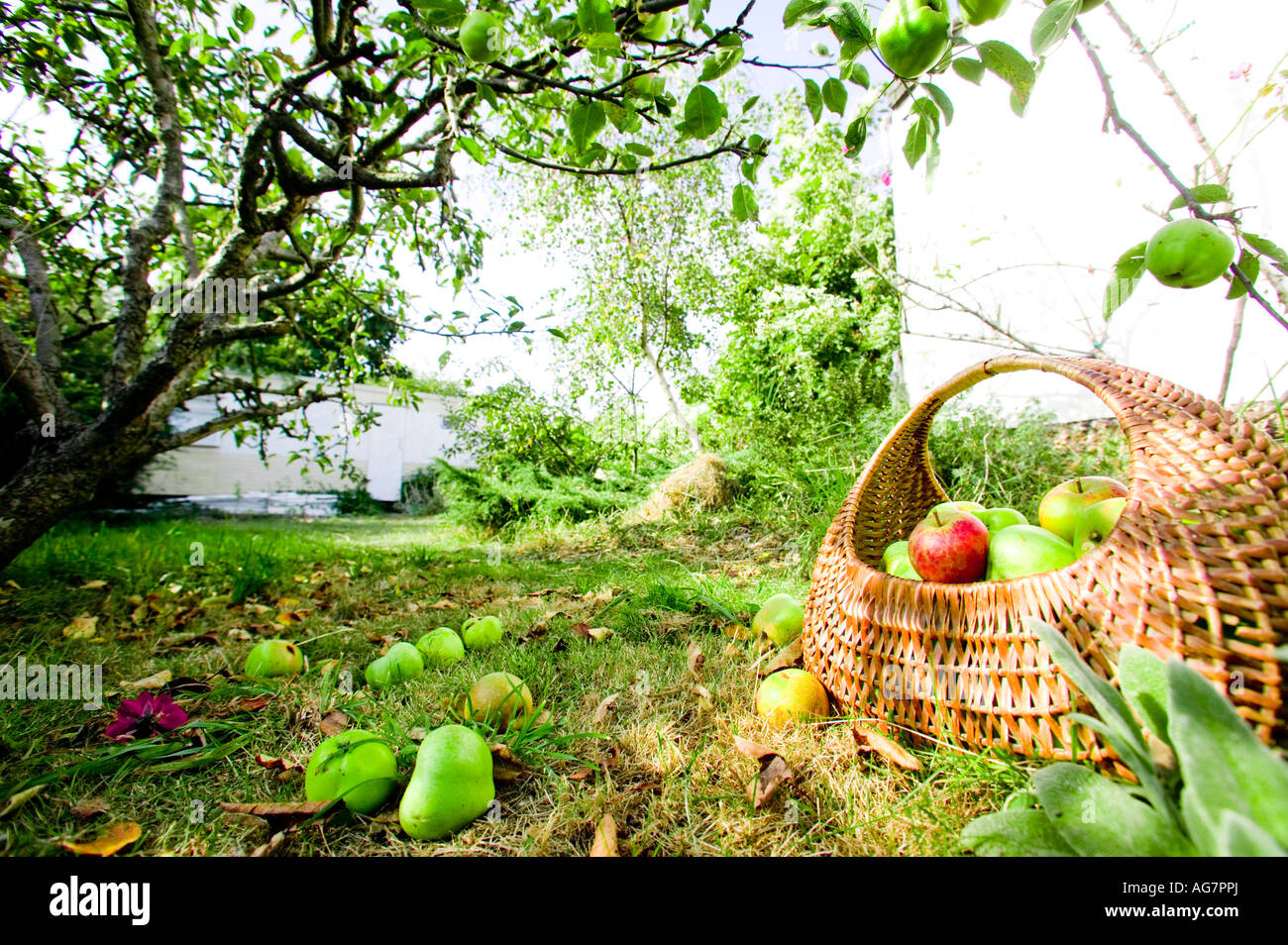 Korb von reifen Äpfeln in sonniger Obstgarten in Sussex, England, UK Stockfoto