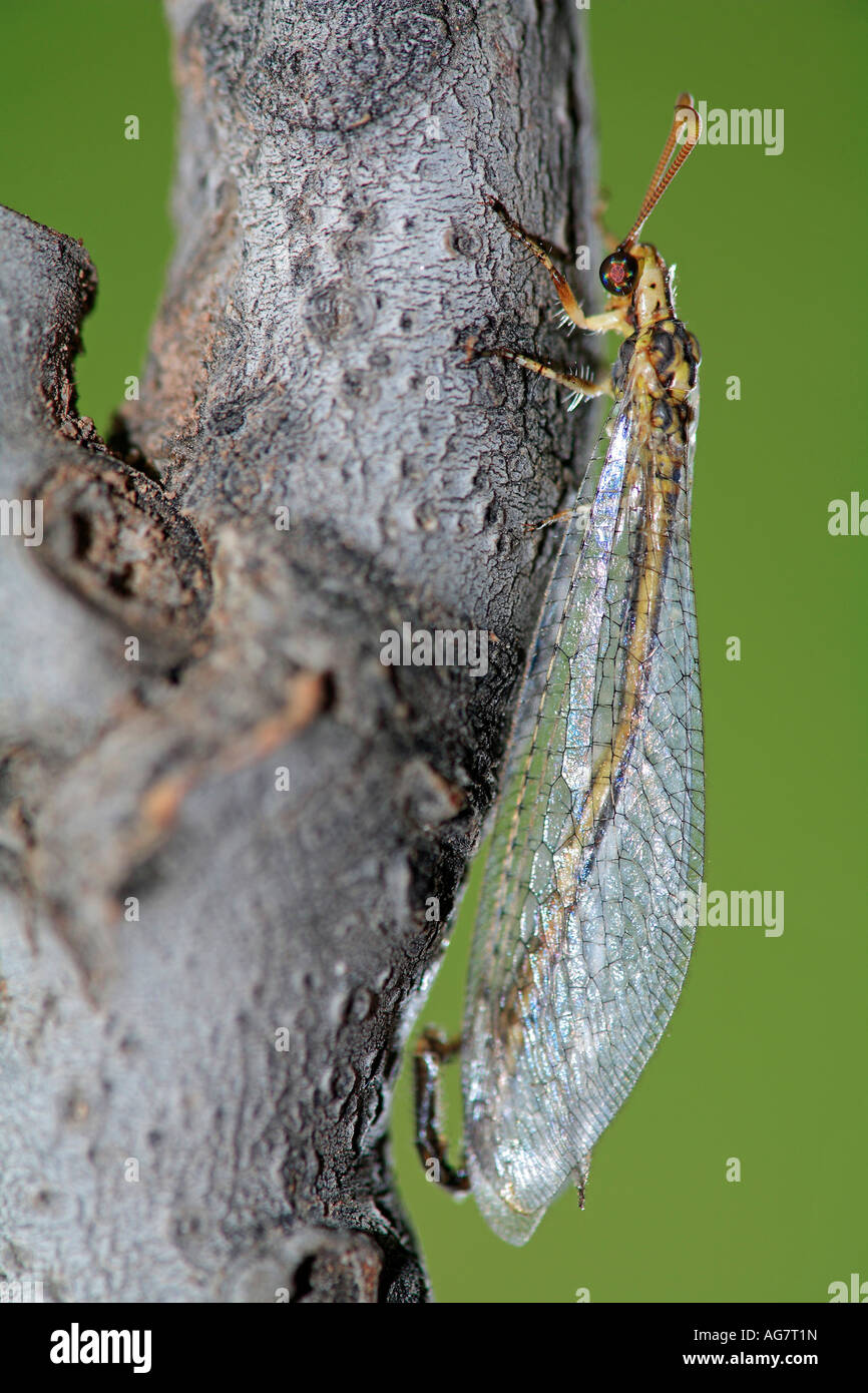 Erwachsenen Ant Lion Myrmeleon Formicarius auf Niederlassung Spanien Stockfoto