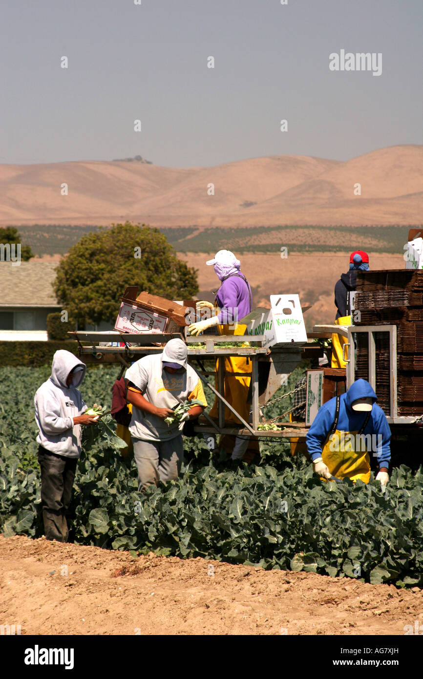 Zugewanderten Landarbeiter laden Brokkoli in Kisten bei der Ernte in Kalifornien Stockfoto