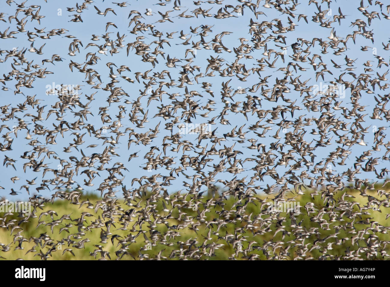 Große Herde von Knoten Calidris Canuta im Flug über Titchwell norfolk Stockfoto