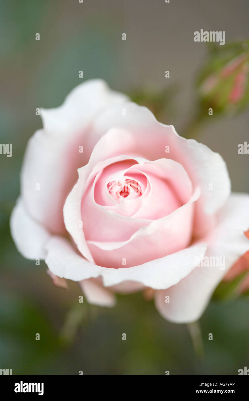 Rosa Frycassia Flower-Power Stockfoto