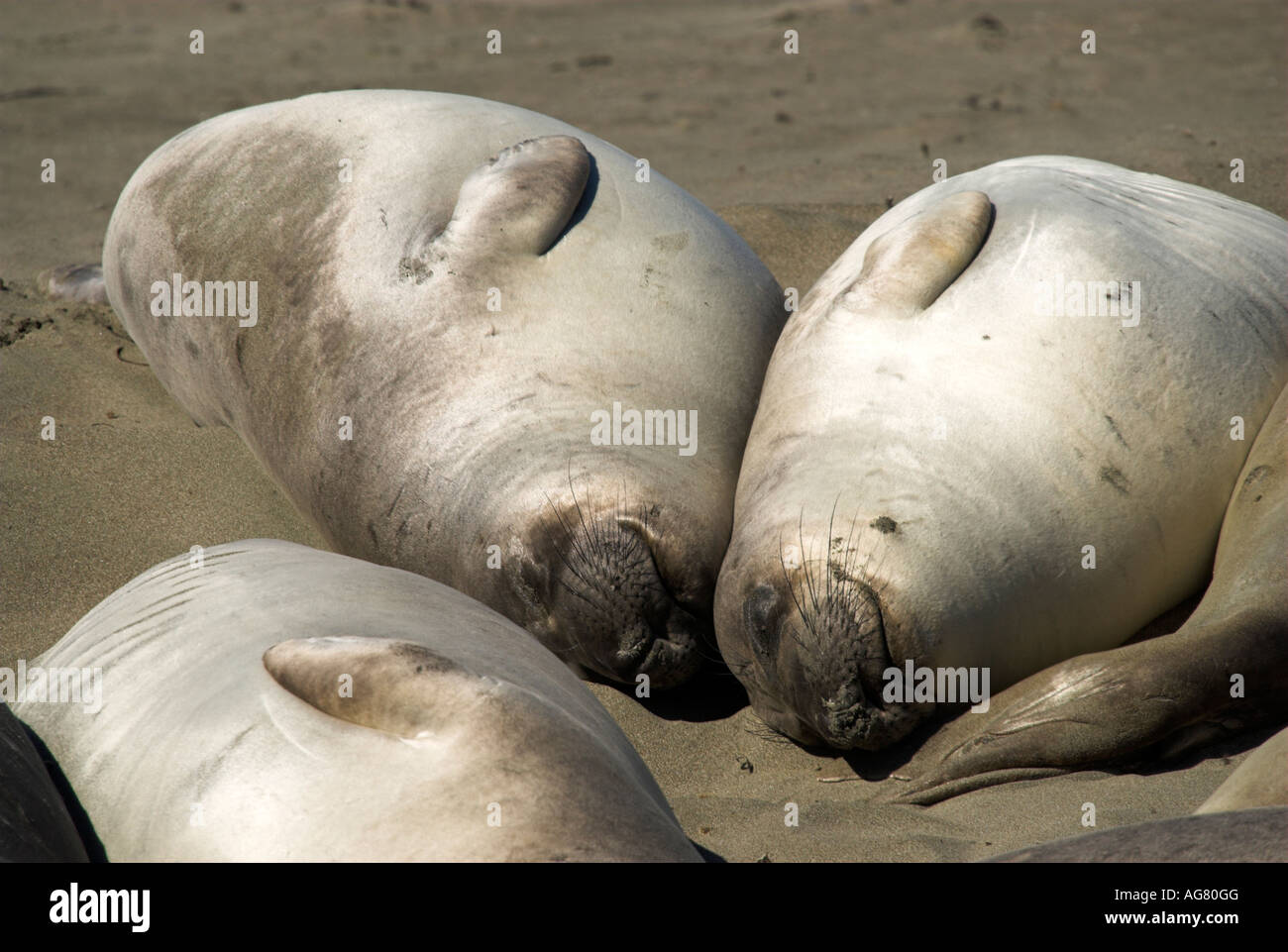 Junge weiße nördlichen See-Elefanten lag Sonnen am Strand. Stockfoto