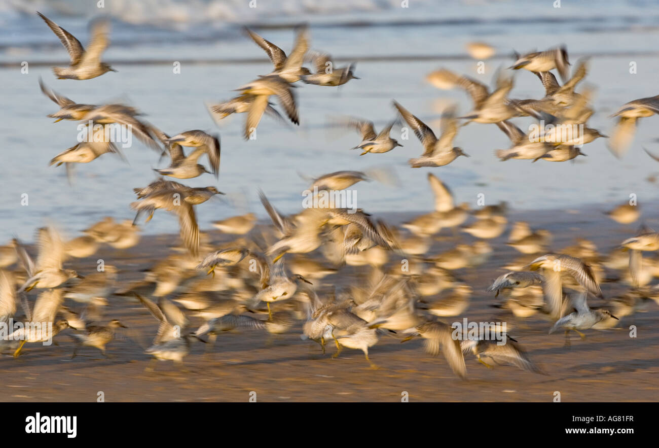 Knoten Calidris Canuta während des Fluges im frühen Abendlicht Titchwell Norfolk Stockfoto