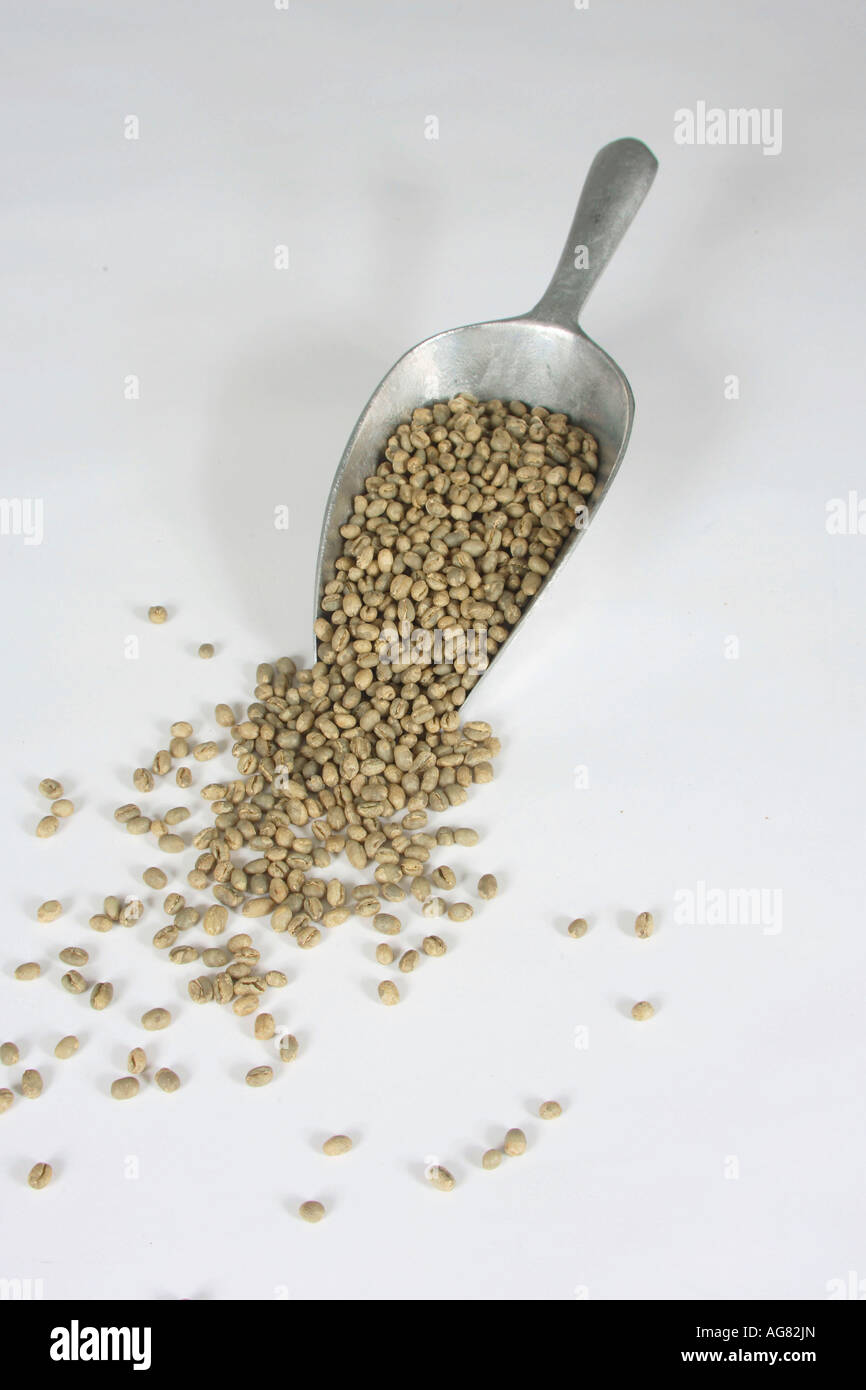 Indien Pearl Mountain roh Coffea Arabica Kaffeebohnen Stockfoto